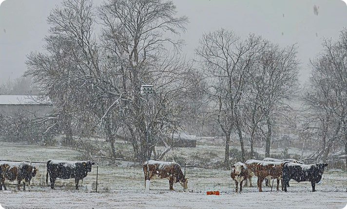 Winter scene